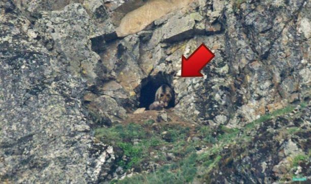 Καστοριά: Η αρκουδοοικογένεια στη φωλιά της